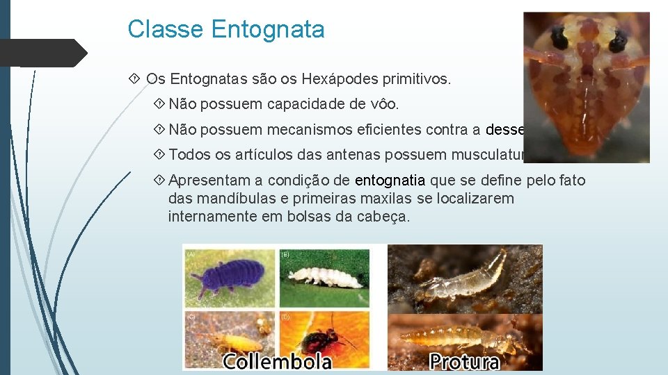 Classe Entognata Os Entognatas são os Hexápodes primitivos. Não possuem capacidade de vôo. Não