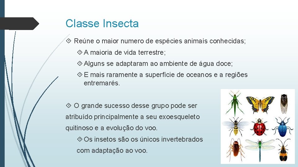 Classe Insecta Reúne o maior numero de espécies animais conhecidas; A maioria de vida