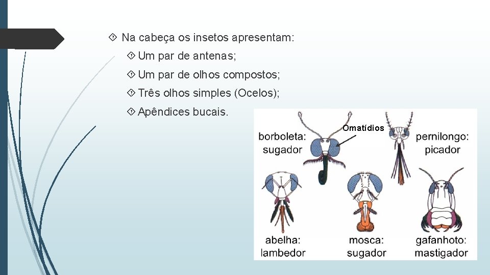  Na cabeça os insetos apresentam: Um par de antenas; Um par de olhos