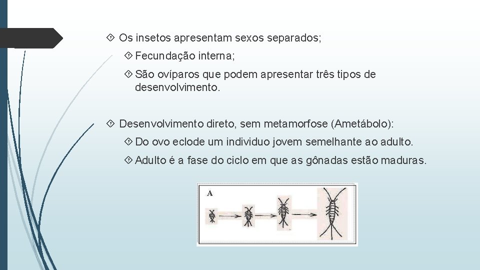  Os insetos apresentam sexos separados; Fecundação interna; São ovíparos que podem apresentar três