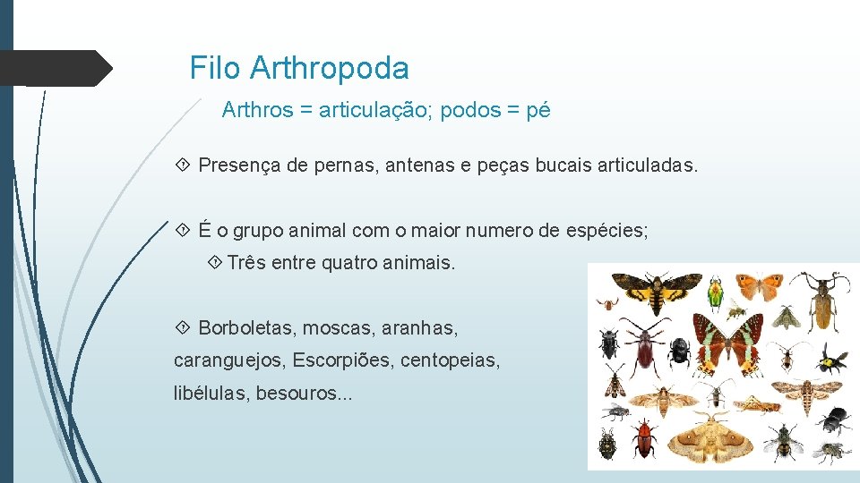 Filo Arthropoda Arthros = articulação; podos = pé Presença de pernas, antenas e peças