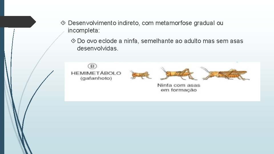  Desenvolvimento indireto, com metamorfose gradual ou incompleta: Do ovo eclode a ninfa, semelhante