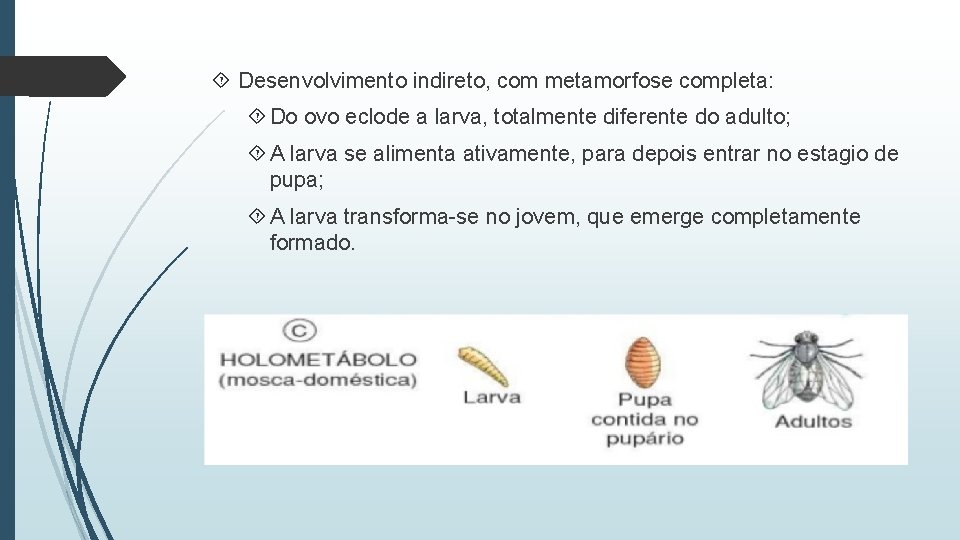  Desenvolvimento indireto, com metamorfose completa: Do ovo eclode a larva, totalmente diferente do