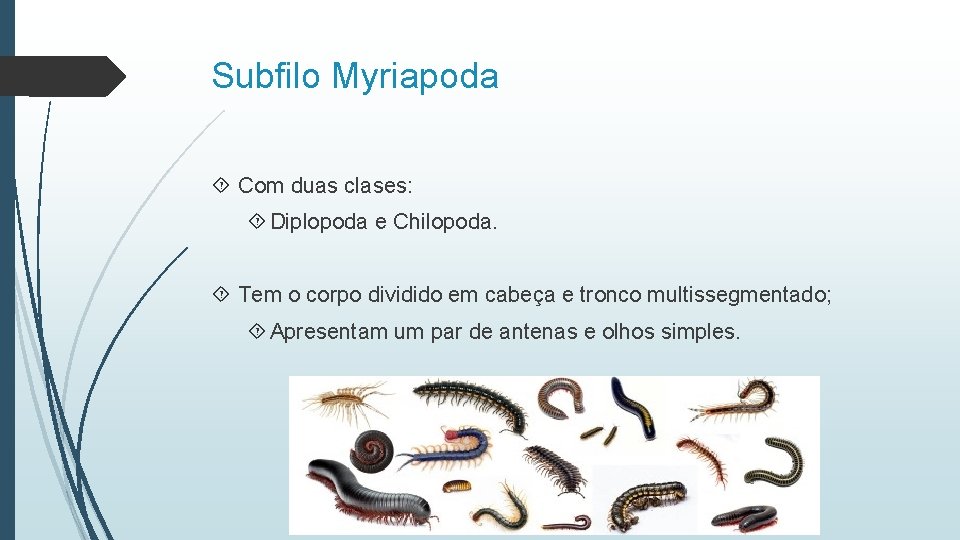 Subfilo Myriapoda Com duas clases: Diplopoda e Chilopoda. Tem o corpo dividido em cabeça