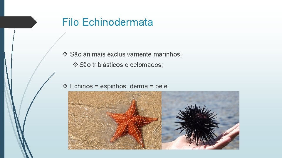 Filo Echinodermata São animais exclusivamente marinhos; São triblásticos e celomados; Echinos = espinhos; derma