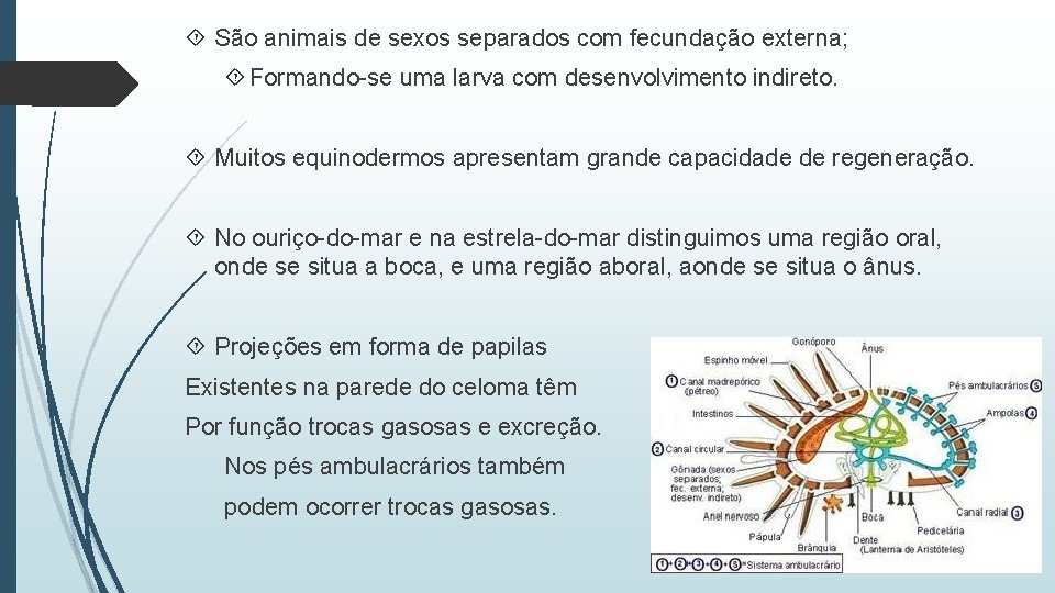  São animais de sexos separados com fecundação externa; Formando-se uma larva com desenvolvimento