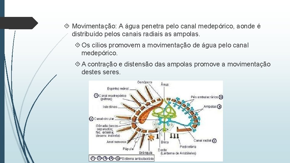  Movimentação: A água penetra pelo canal medepórico, aonde é distribuído pelos canais radiais