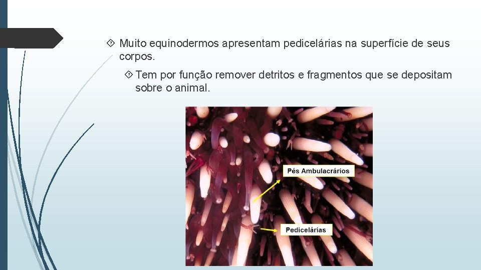  Muito equinodermos apresentam pedicelárias na superfície de seus corpos. Tem por função remover