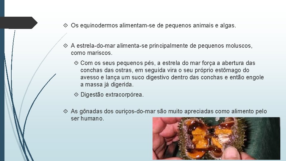  Os equinodermos alimentam-se de pequenos animais e algas. A estrela-do-mar alimenta-se principalmente de