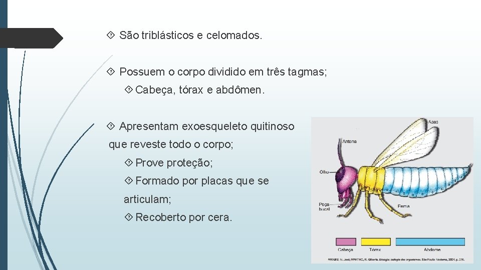  São triblásticos e celomados. Possuem o corpo dividido em três tagmas; Cabeça, tórax