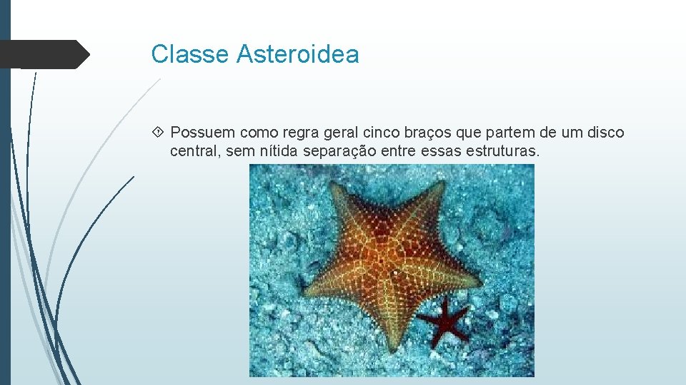 Classe Asteroidea Possuem como regra geral cinco braços que partem de um disco central,