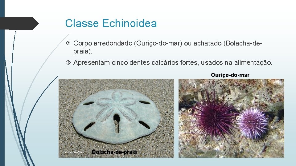 Classe Echinoidea Corpo arredondado (Ouriço-do-mar) ou achatado (Bolacha-depraia). Apresentam cinco dentes calcários fortes, usados