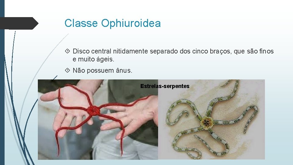 Classe Ophiuroidea Disco central nitidamente separado dos cinco braços, que são finos e muito