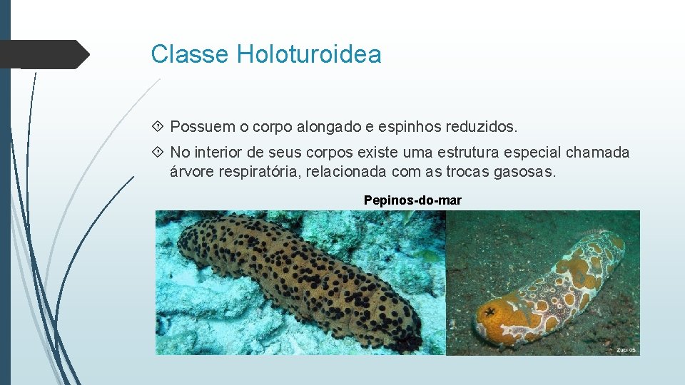 Classe Holoturoidea Possuem o corpo alongado e espinhos reduzidos. No interior de seus corpos