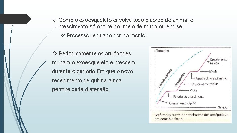  Como o exoesqueleto envolve todo o corpo do animal o crescimento só ocorre