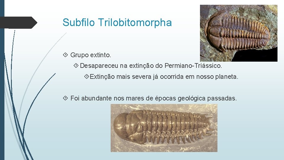 Subfilo Trilobitomorpha Grupo extinto. Desapareceu na extinção do Permiano-Triássico. Extinção mais severa já ocorrida