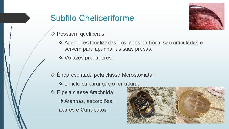 Subfilo Cheliceriforme Possuem quelíceras. Apêndices localizadas dos lados da boca, são articuladas e servem