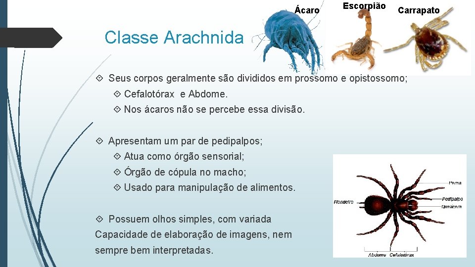 Ácaro Escorpião Carrapato Classe Arachnida Seus corpos geralmente são divididos em prossomo e opistossomo;