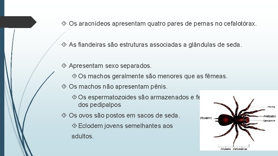  Os aracnídeos apresentam quatro pares de pernas no cefalotórax. As fiandeiras são estruturas