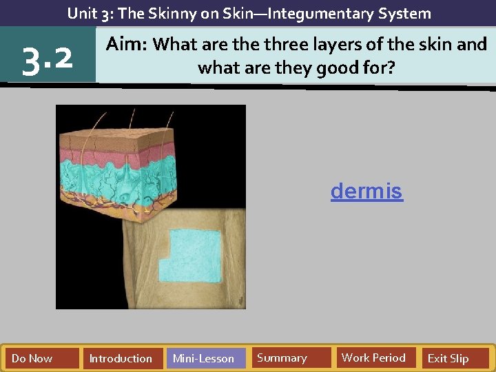 Unit 3: The Skinny on Skin—Integumentary System 3. 2 Aim: What are three layers
