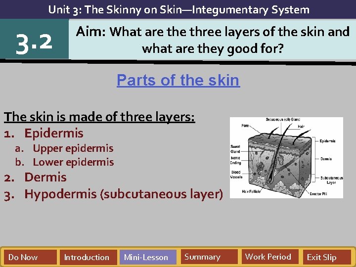 Unit 3: The Skinny on Skin—Integumentary System 3. 2 Aim: What are three layers