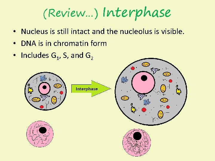 (Review…) Interphase • Nucleus is still intact and the nucleolus is visible. • DNA