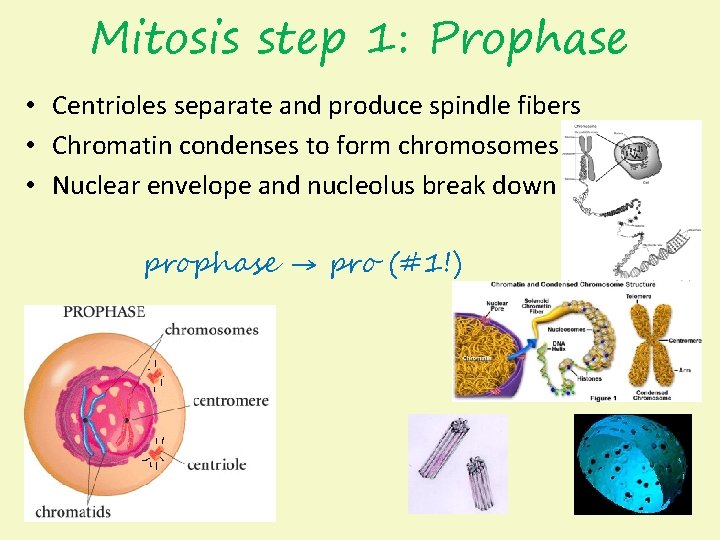 Mitosis step 1: Prophase • Centrioles separate and produce spindle fibers • Chromatin condenses