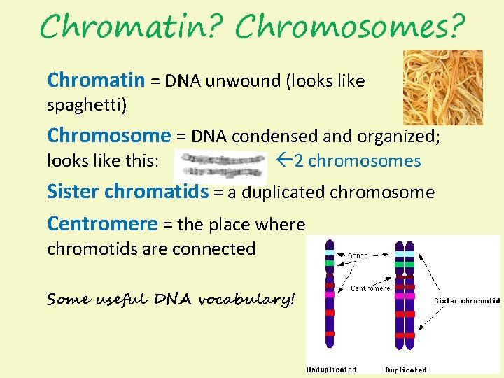 Chromatin? Chromosomes? Chromatin = DNA unwound (looks like spaghetti) Chromosome = DNA condensed and