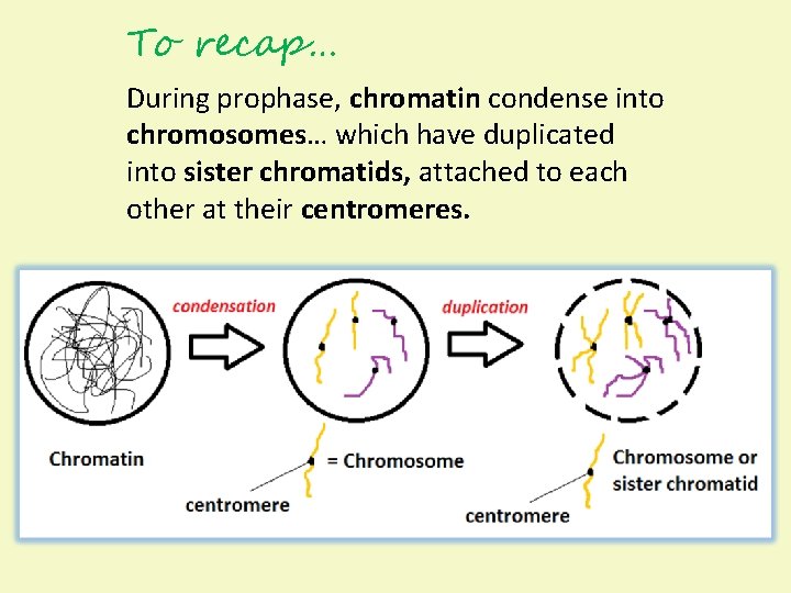 To recap… During prophase, chromatin condense into chromosomes… which have duplicated into sister chromatids,
