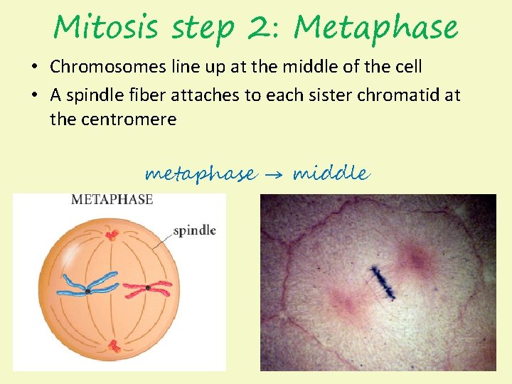 Mitosis step 2: Metaphase • Chromosomes line up at the middle of the cell