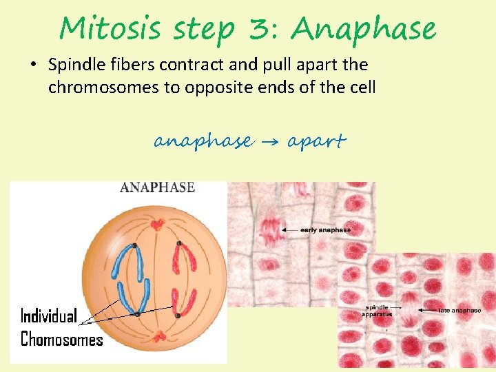 Mitosis step 3: Anaphase • Spindle fibers contract and pull apart the chromosomes to