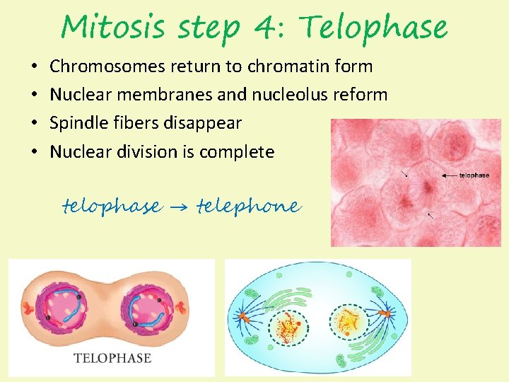 Mitosis step 4: Telophase • • Chromosomes return to chromatin form Nuclear membranes and