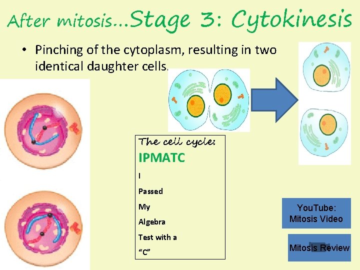 After mitosis…Stage 3: Cytokinesis • Pinching of the cytoplasm, resulting in two identical daughter