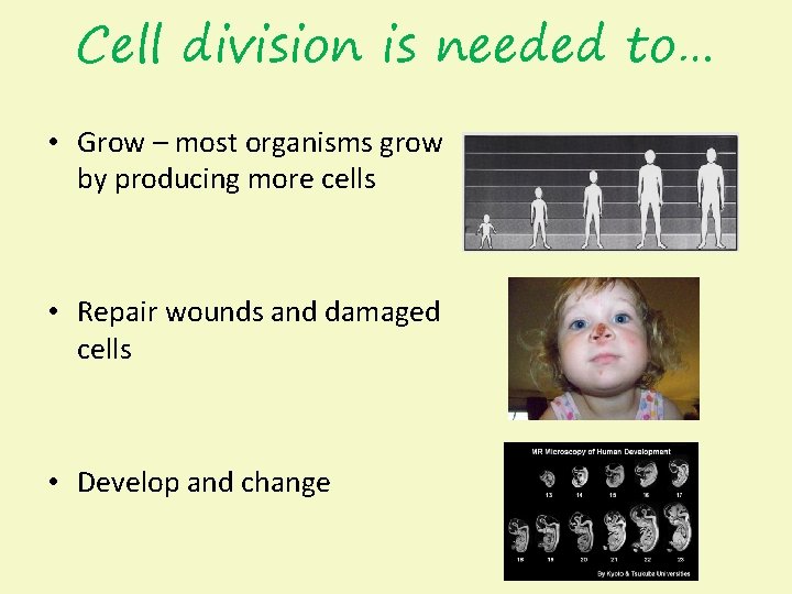 Cell division is needed to… • Grow – most organisms grow by producing more