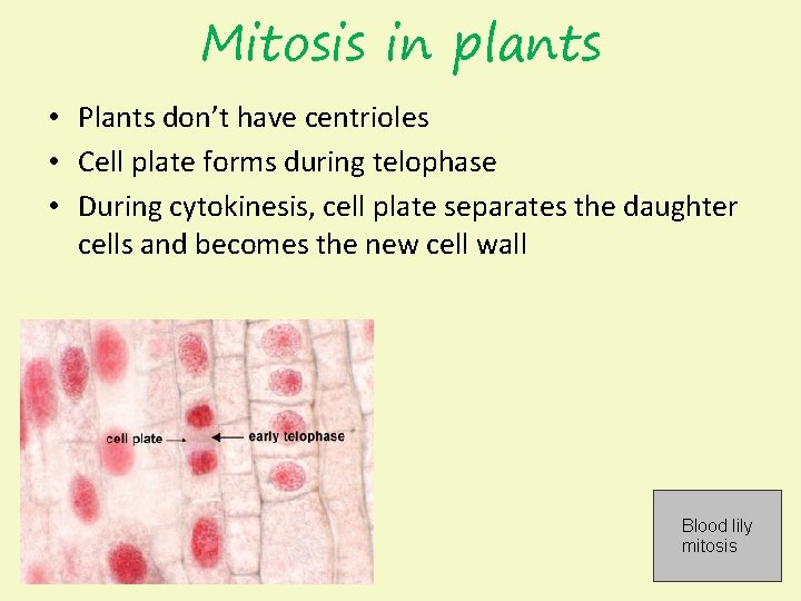 Mitosis in plants • Plants don’t have centrioles • Cell plate forms during telophase
