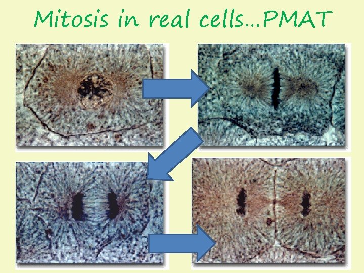 Mitosis in real cells…PMAT 