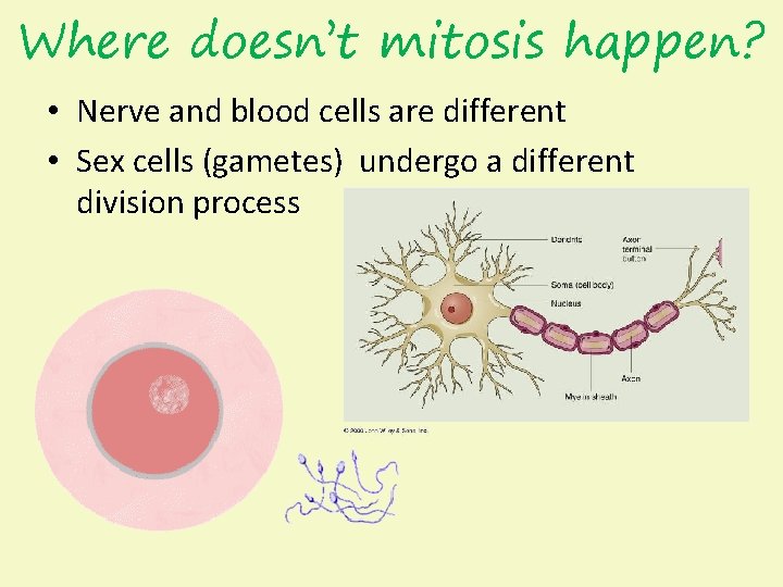 Where doesn’t mitosis happen? • Nerve and blood cells are different • Sex cells