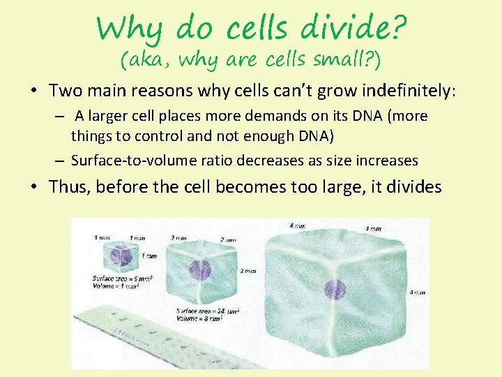 Why do cells divide? (aka, why are cells small? ) • Two main reasons