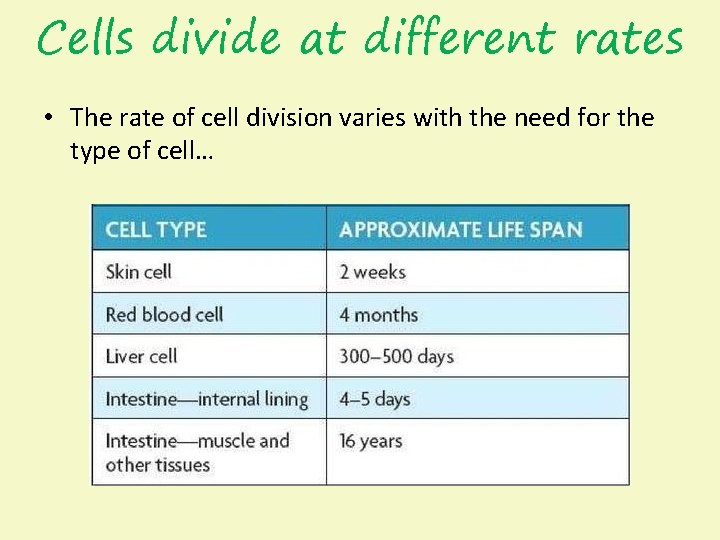 Cells divide at different rates • The rate of cell division varies with the