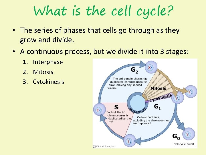 What is the cell cycle? • The series of phases that cells go through