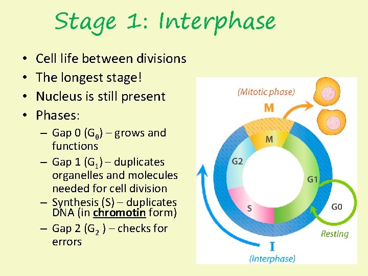 Stage 1: Interphase • • Cell life between divisions The longest stage! Nucleus is