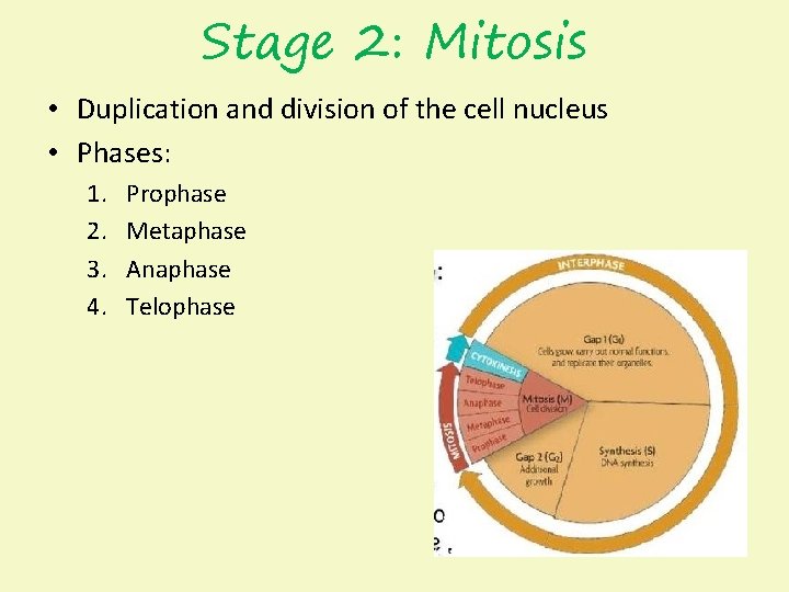 Stage 2: Mitosis • Duplication and division of the cell nucleus • Phases: 1.
