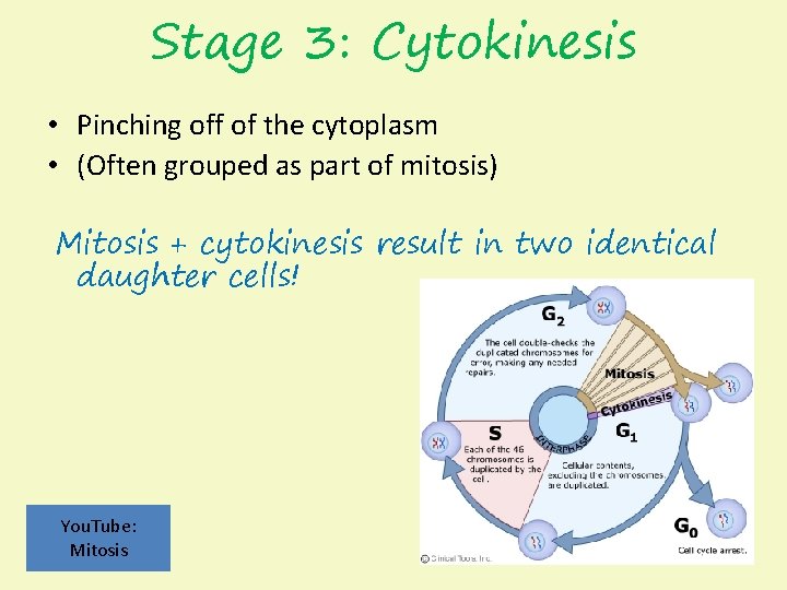 Stage 3: Cytokinesis • Pinching off of the cytoplasm • (Often grouped as part