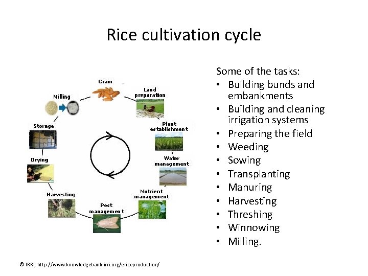 Unit 3 Rice and Spice Lesson 1 Introduction