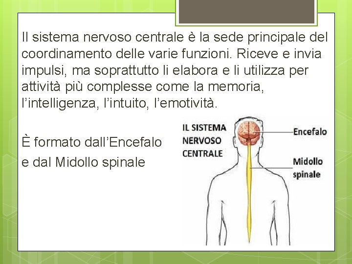Il sistema nervoso centrale è la sede principale del coordinamento delle varie funzioni. Riceve Il sistema nervoso centrale è la sede principale del coordinamento delle varie funzioni. Riceve