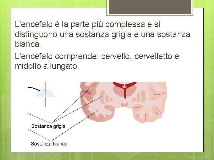 L’encefalo è la parte più complessa e si distinguono una sostanza grigia e una L’encefalo è la parte più complessa e si distinguono una sostanza grigia e una