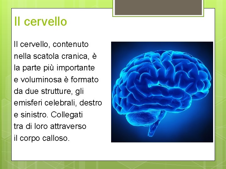 Il cervello, contenuto nella scatola cranica, è la parte più importante e voluminosa è Il cervello, contenuto nella scatola cranica, è la parte più importante e voluminosa è