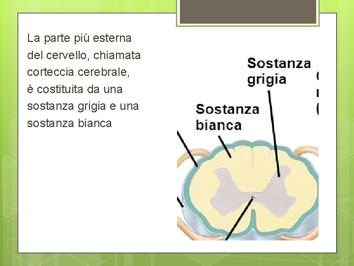 La parte più esterna del cervello, chiamata corteccia cerebrale, è costituita da una sostanza La parte più esterna del cervello, chiamata corteccia cerebrale, è costituita da una sostanza