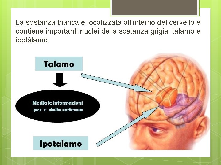 La sostanza bianca è localizzata all’interno del cervello e contiene importanti nuclei della sostanza La sostanza bianca è localizzata all’interno del cervello e contiene importanti nuclei della sostanza