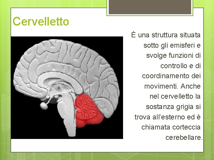 Cervelletto È una struttura situata sotto gli emisferi e svolge funzioni di controllo e Cervelletto È una struttura situata sotto gli emisferi e svolge funzioni di controllo e
